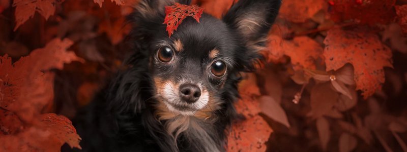 Aggression beim hund