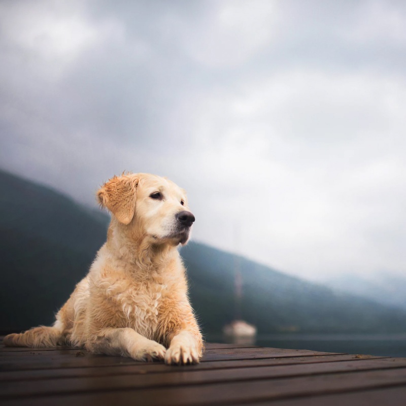 Arthrose beim Hund