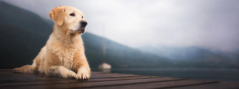 Arthrose beim Hund