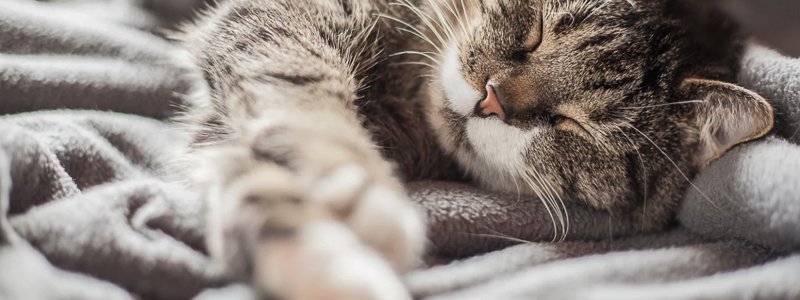 Arthrose bei Katzen