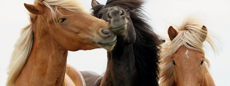 Arthrose beim Pferd