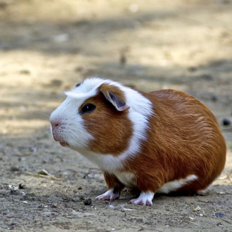 Blasengrie&szlig;, Blasensteine, Harngrie&szlig; bei Meerschweinchen