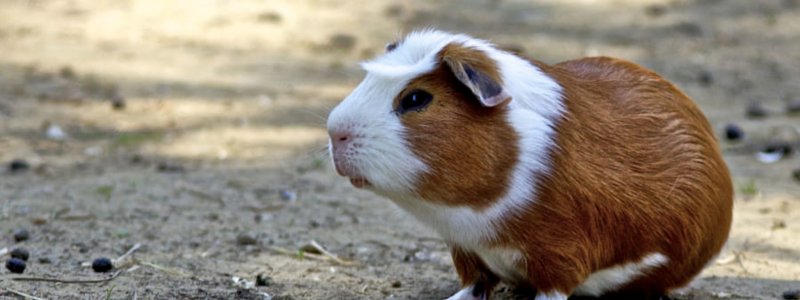 Blasengrieß, Blasensteine, Harngrieß bei Meerschweinchen