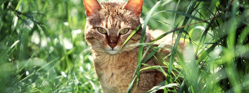 Blasenentzündung (Zystitis) bei Katzen