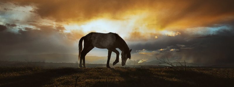 Blasenentzündung beim Pferd
