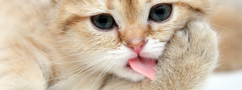 Durchfall bei Katzen