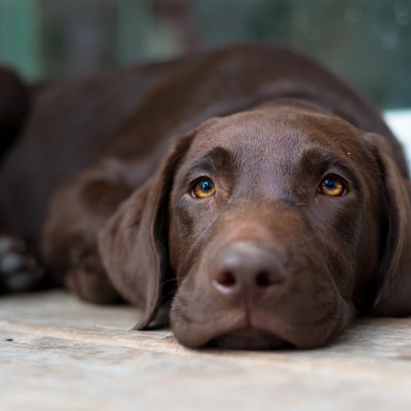 Inkontinenz (Blasenschwäche) beim Hund