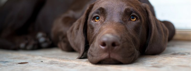 Inkontinenz (Blasenschwäche) beim Hund