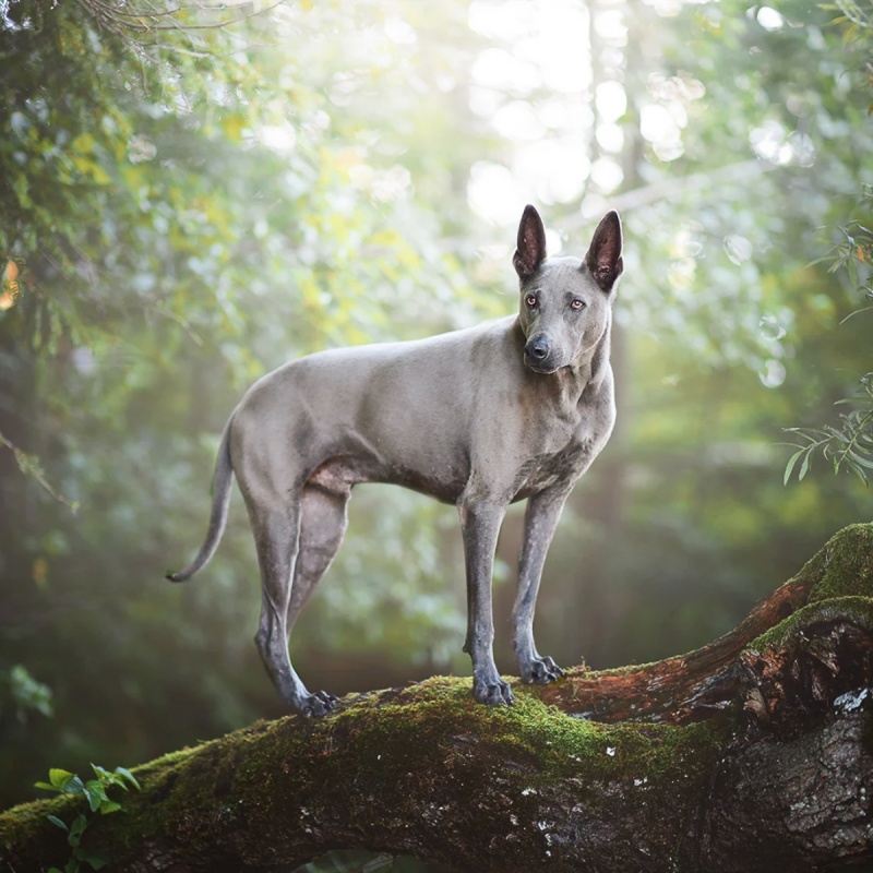 Gastroenteritis beim Hund