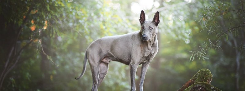 Gastroenteritis beim Hund