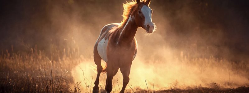 Steifen Hinterhand beim Pferd