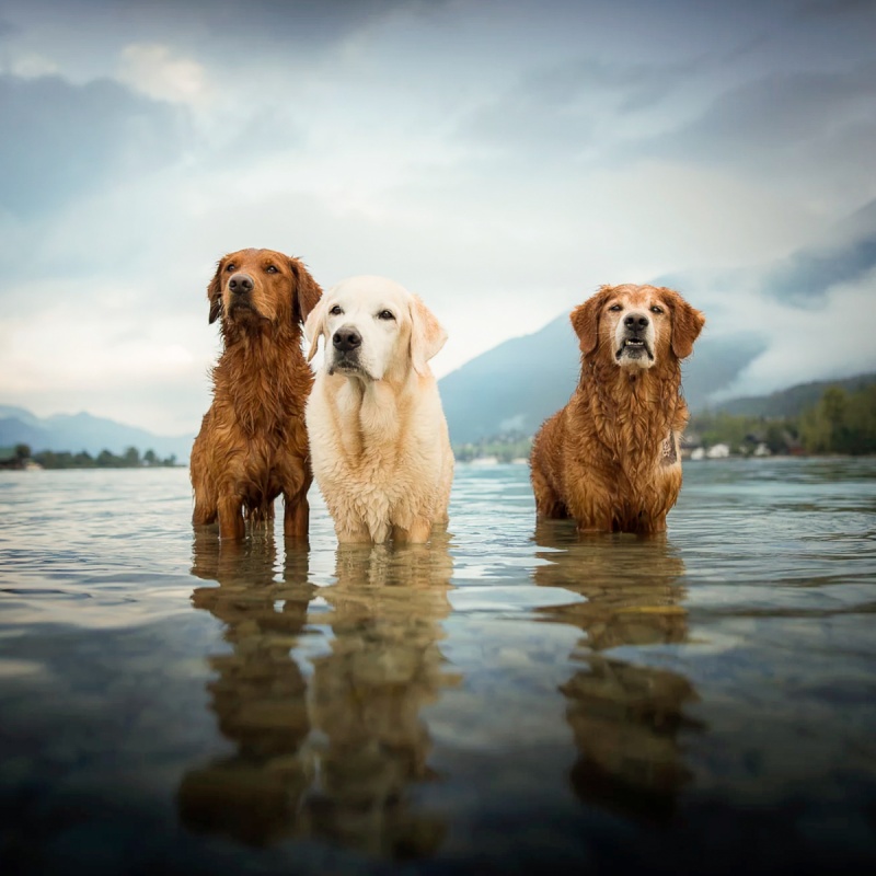 Prostata Probleme beim Hund