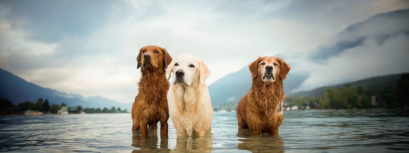 Prostata Probleme beim Hund