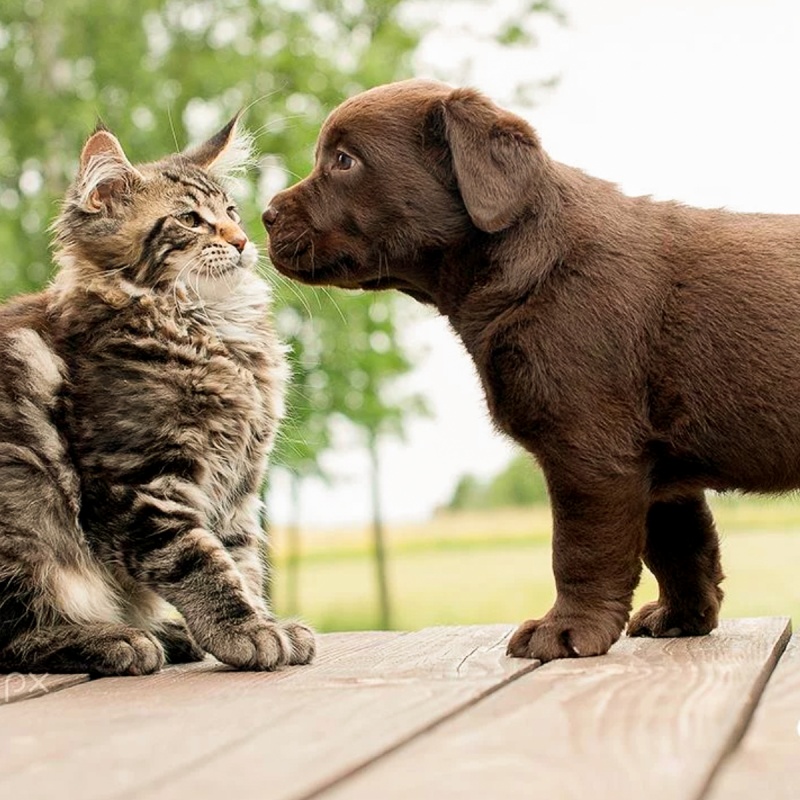 L-Lysin für Hunde und Katzen