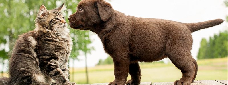L-Lysin für Hunde und Katzen