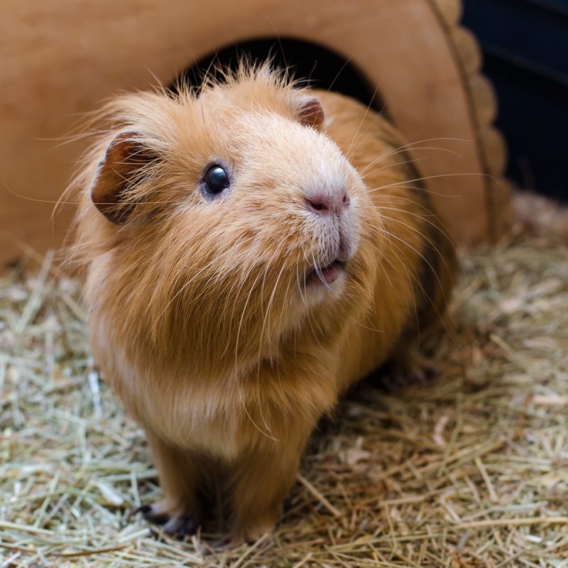 Durchfall bei Meerschweinchen