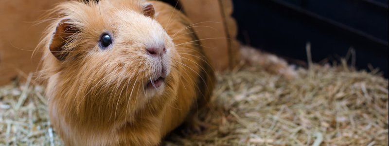 Durchfall bei Meerschweinchen