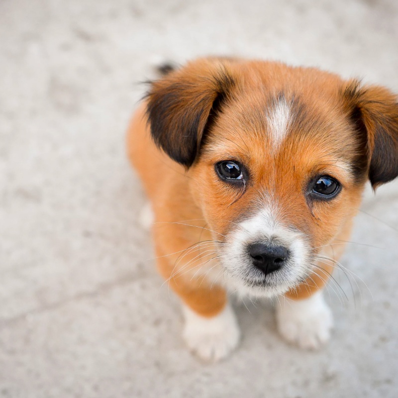 Trennungsangst beim Hund