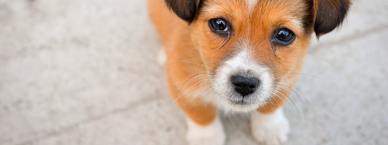 Trennungsangst beim Hund