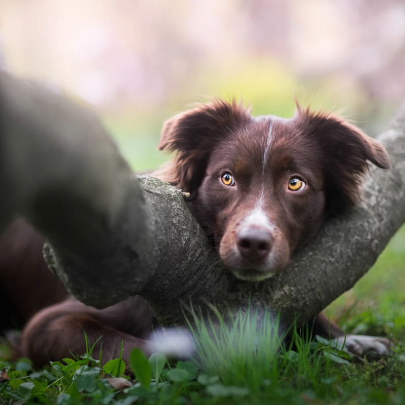 Ekzem beim Hund
