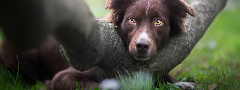 Ekzem beim Hund