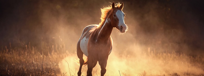 Das dämpfige Pferd – COPD, RAO oder COB