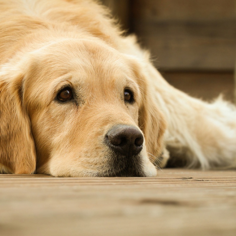 Blasenentzündung beim Hund