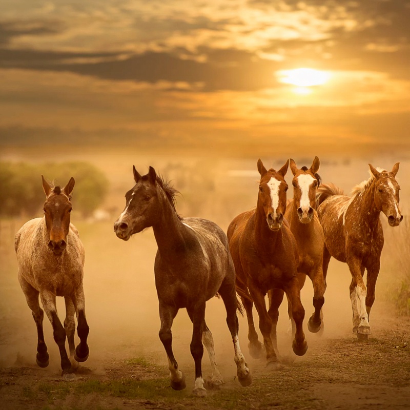 Hufrehe (Laminitis) beim Pferd