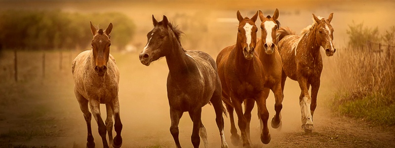 Hufrehe (Laminitis) beim Pferd