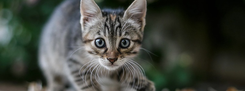 Katzenschnupfen behandeln