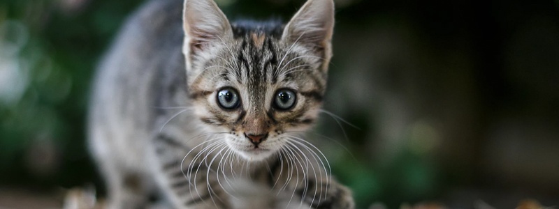 Katzenschnupfen: Ratgeber und Infos