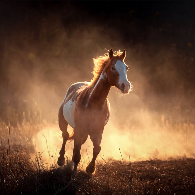 Treating colic in horses.