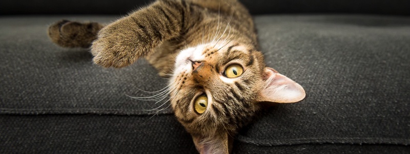 Inkontinenz bei Katzen