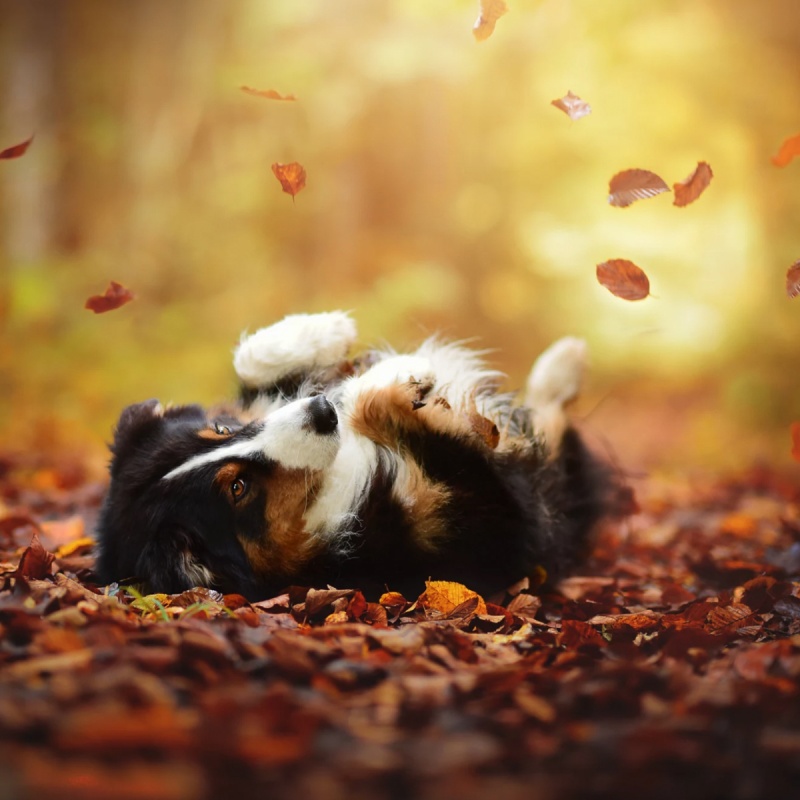 Epilepsie beim Hund