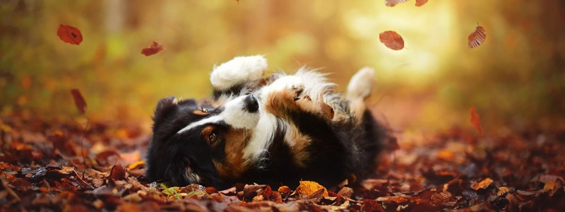 Epilepsie beim Hund