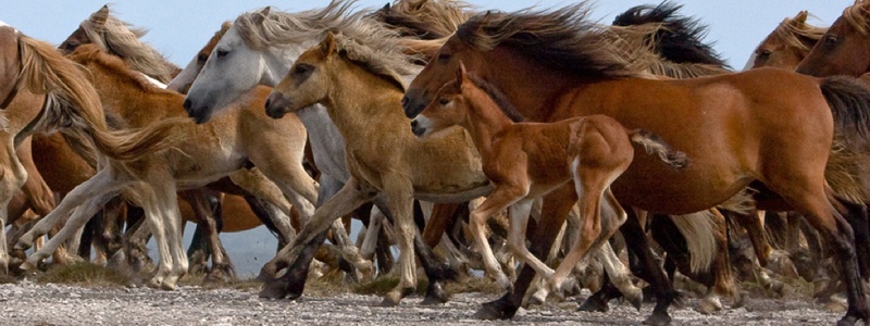 mud fever in horses