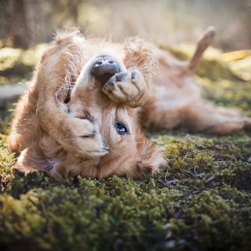 Treating stress in dogs.