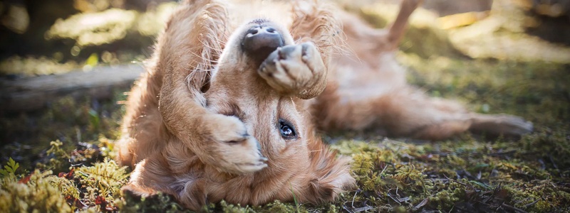 Stress bei Hunden